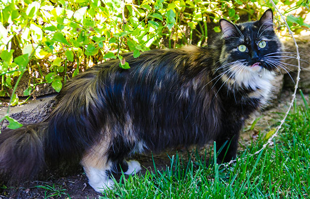 sophie-smith-longest-fur-cat-guinness-world-records