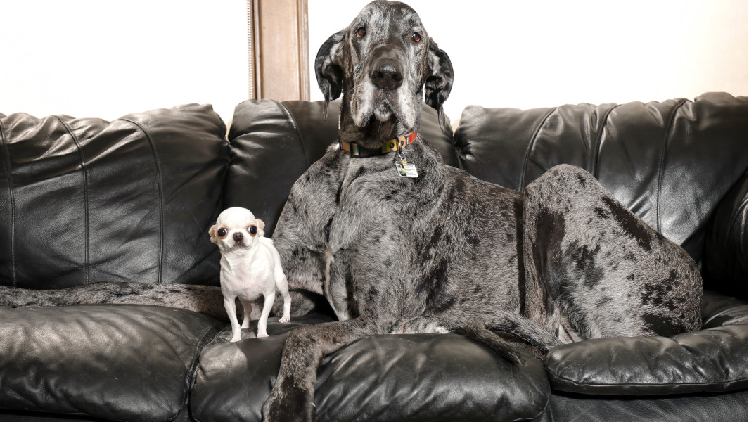 Reggie and Pearl sitting on a couch