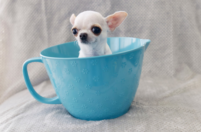 Pearl in a teacup