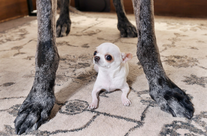 Pearl standing under Reggie