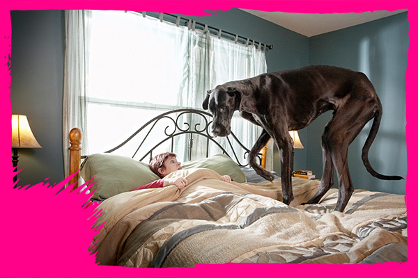 tallest dog on bed