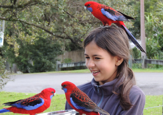 Mya Getting up close with some of Australia's colourful avifauna