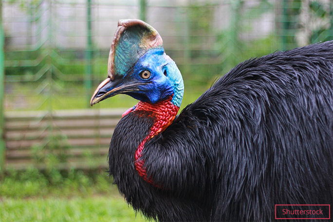 southern-cassowary