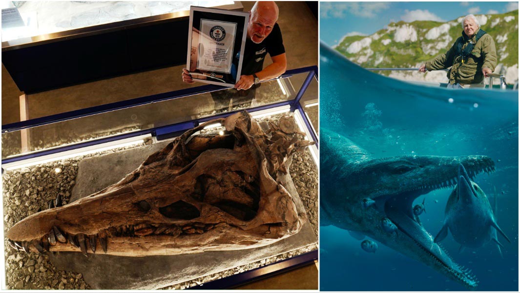 Most complete pliosaurus skull split image
