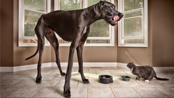Tallest dog main