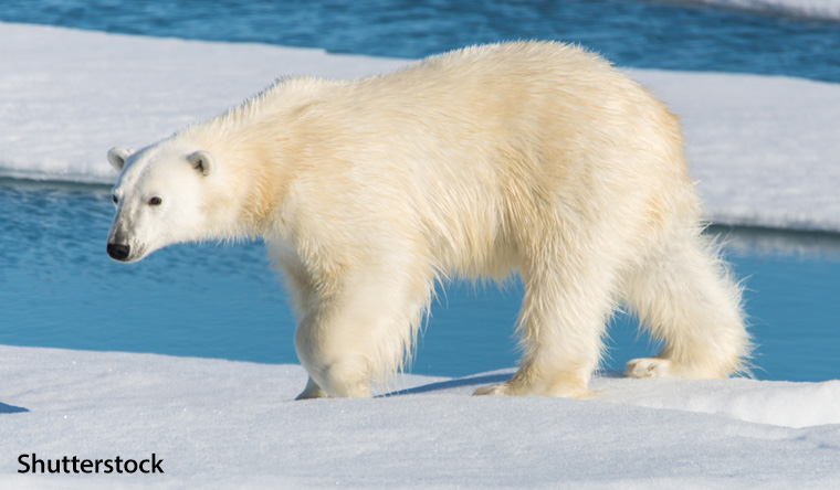 Largest Bear Alive