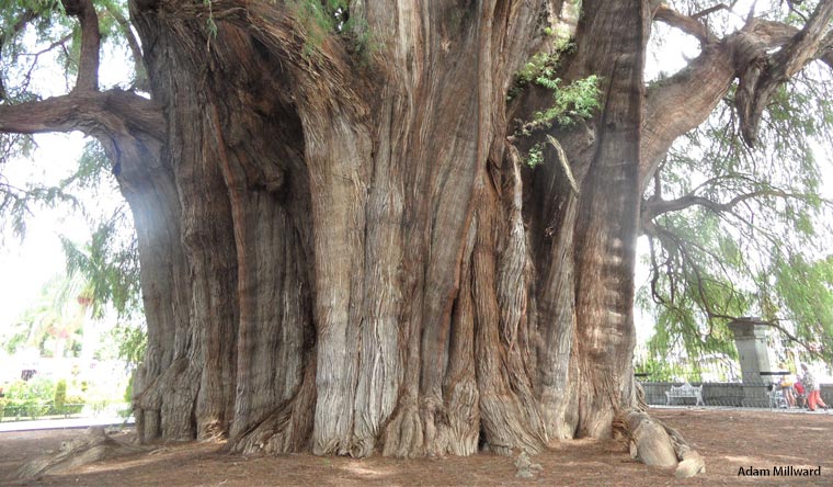 El Árbol del Tule in Santa María del Tule, Oaxaca, Mexico, the tree with the greatest circumference