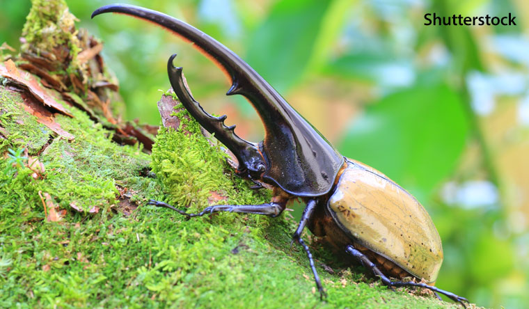 A Hercules beetle on a mossy log