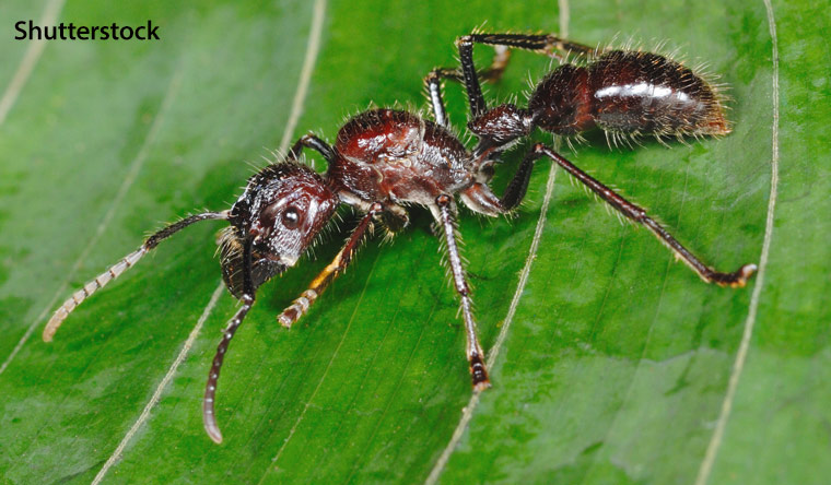 Bullet Ant