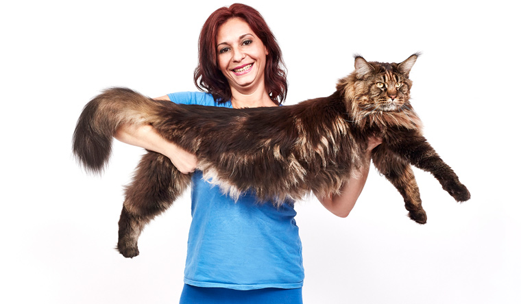 Longest domestic cat living with owner