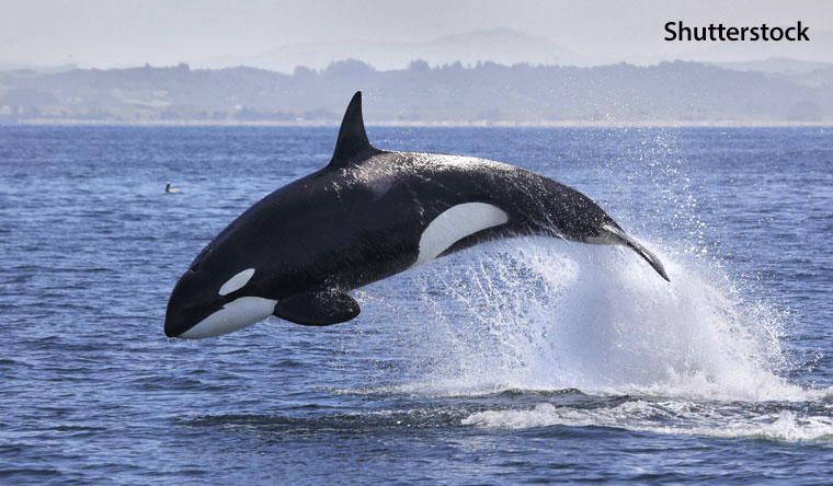 A killer whale jumping out of the ocean