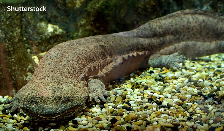 Chinese giant salamander
