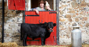 former shortest bull next to red gate