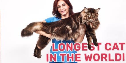 Barivel: The longest cat in the world being held by owner