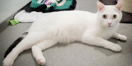 A cat lying down on grey carpet
