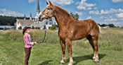 Tallest horse next to woman