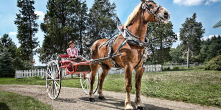 big jake, the tallest horse carrying a child on a carriage