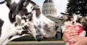 former Tallest dog and shortest dog 