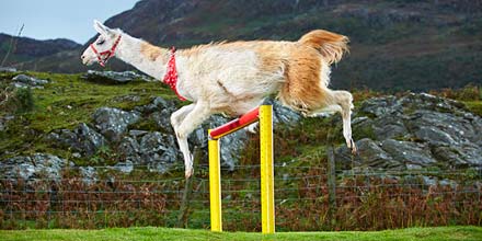 llama jumping over a hurdle