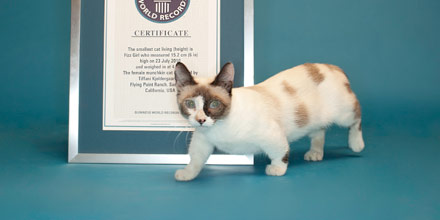 Shortest cat (former record holder)