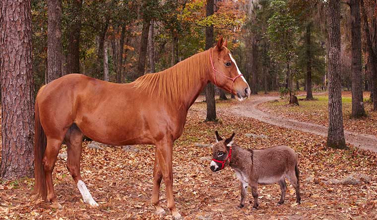 short donkey next to horse