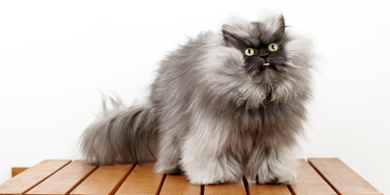 Longest fur cat (former record holder)