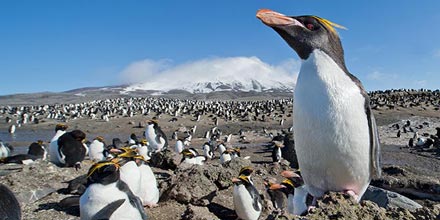 a bunch of macaroni penguins