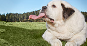Dog with the longest tongue