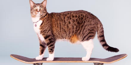 Cat on a skateboard