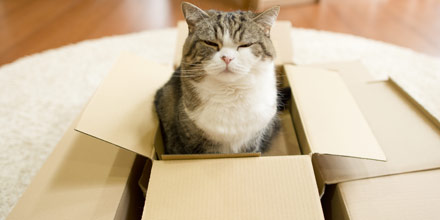 a cat sat in a box