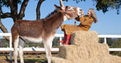 tallest donkey being next to woman