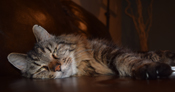  cat lying down 