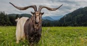 Largest horn spread on a goat