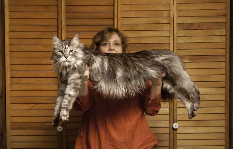 Longest domestic cat ever