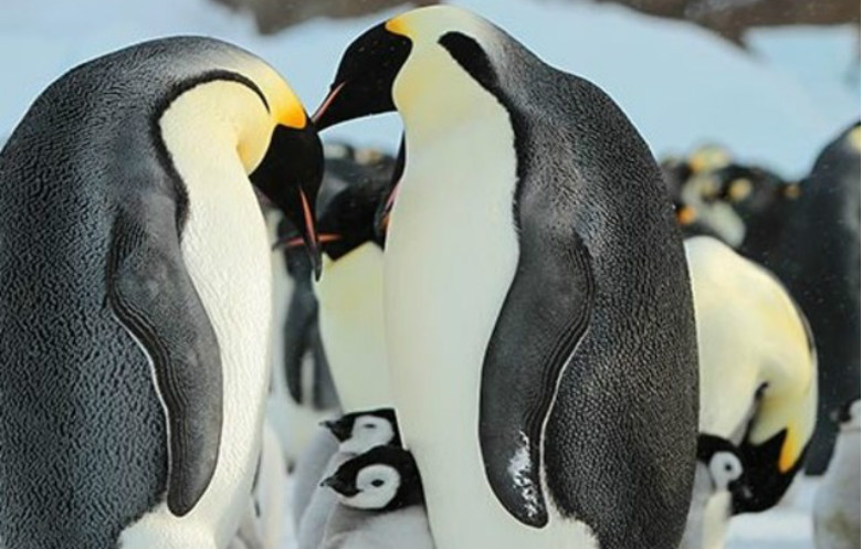 Largest living penguin species