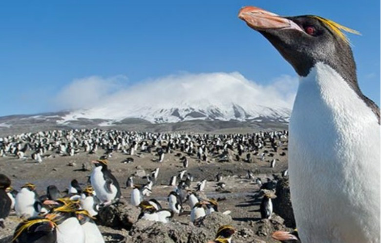 Commonest penguin