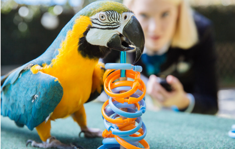 Most rings placed on a target by a parrot in one minute