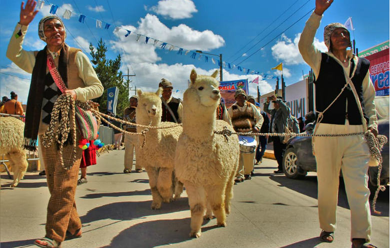 Largest parade of alpacas