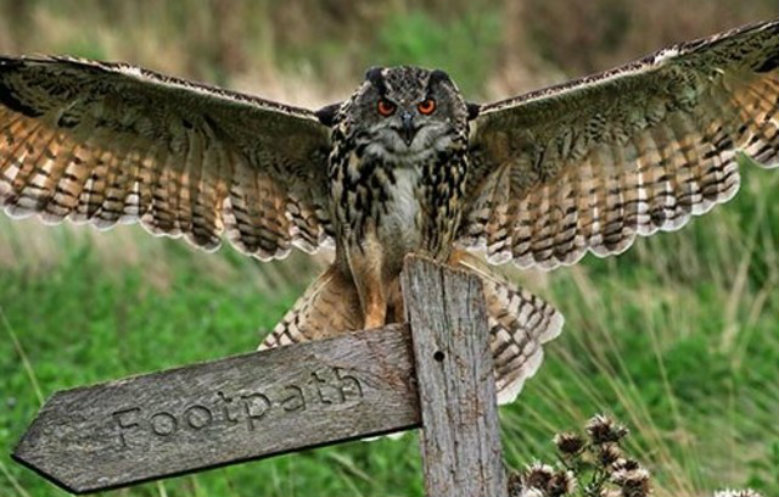 Largest owl