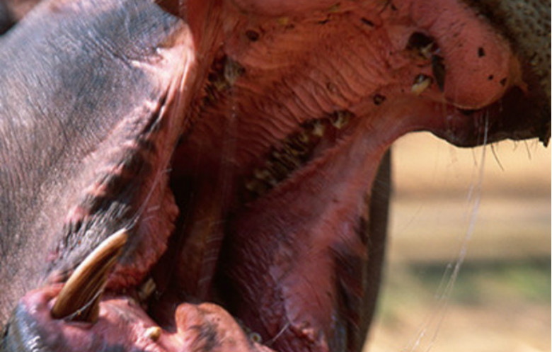 Largest mouth on a terrestrial animal