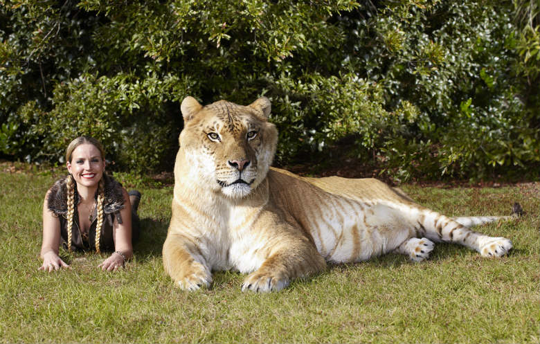 Largest living cat