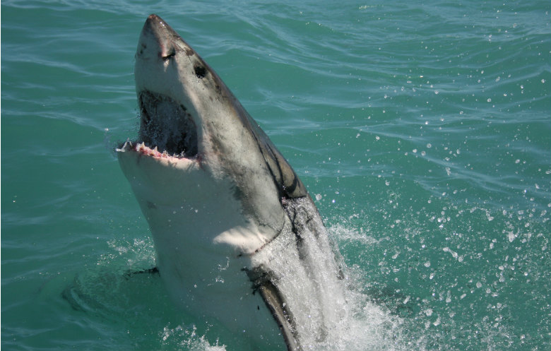 Largest predatory fish