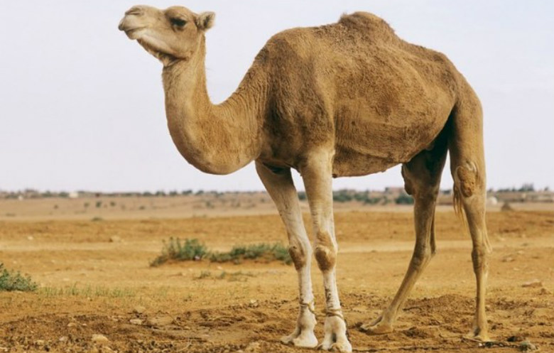 Largest species of camel