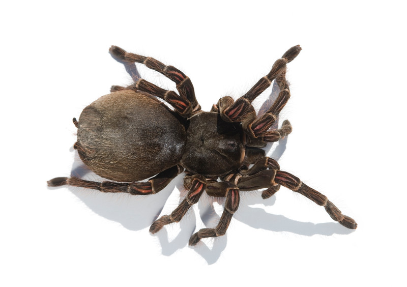 Largest spider