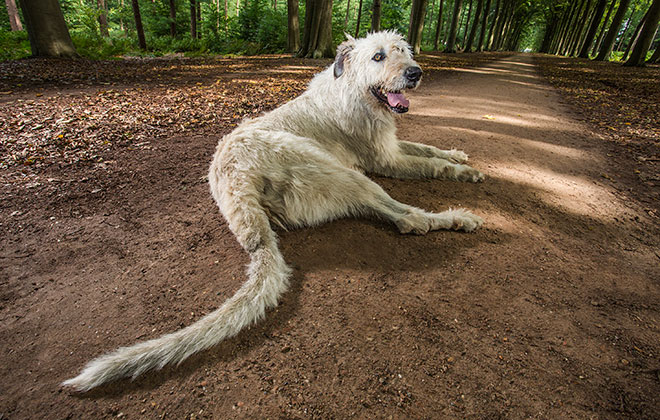 Longest tail on a dog