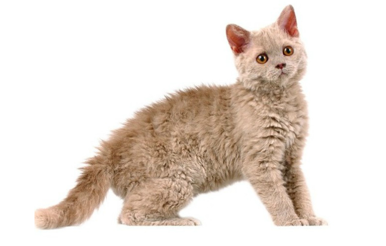 Newest breed of cat