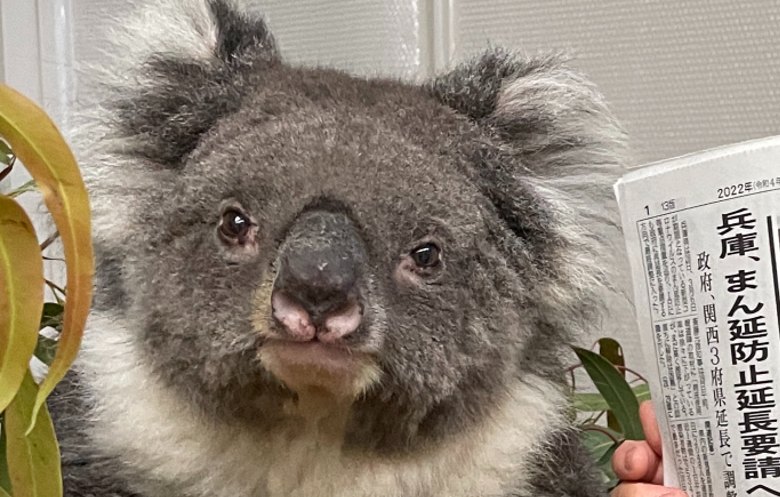 Oldest koala in captivity ever